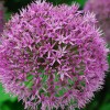 Allium christophii - Abriachan Nurseries